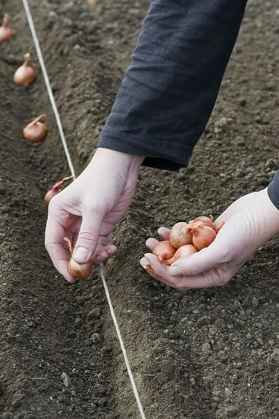 Planting shallot bulbs in trench, close-up