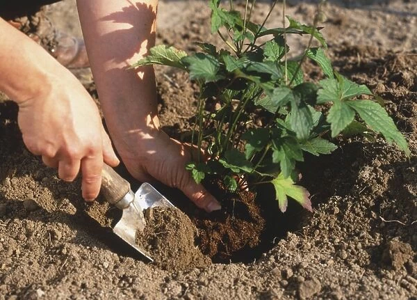 Planting with a spade, close up