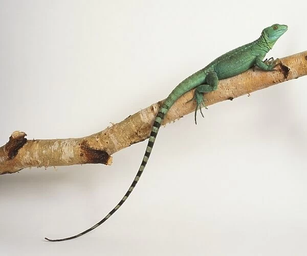 Plumed Basilisk (female) on a branch. This lizard is vivid green and is usually patterned with light blue or yellow spots. It has three large crests supported by bony spines on the head, back, and tail, and the eyes have bright orange irises