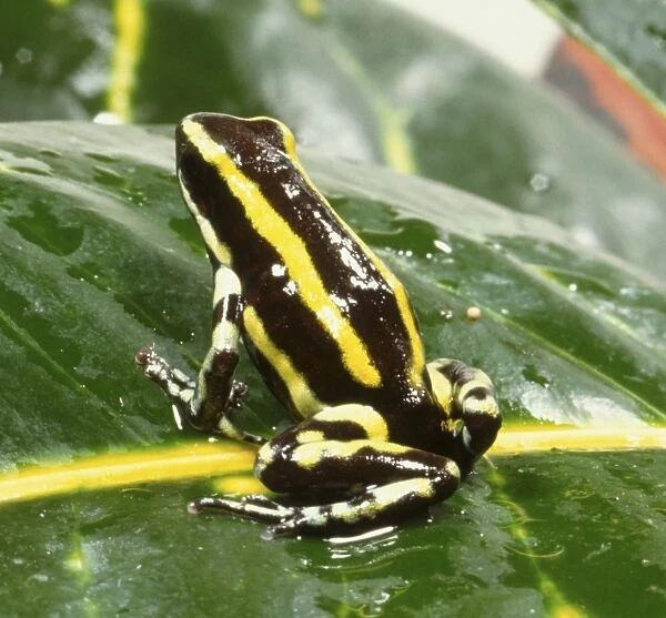 Poison Dart Frog, black and vivid yellow stripes, sitting on green leaf, angled rear view