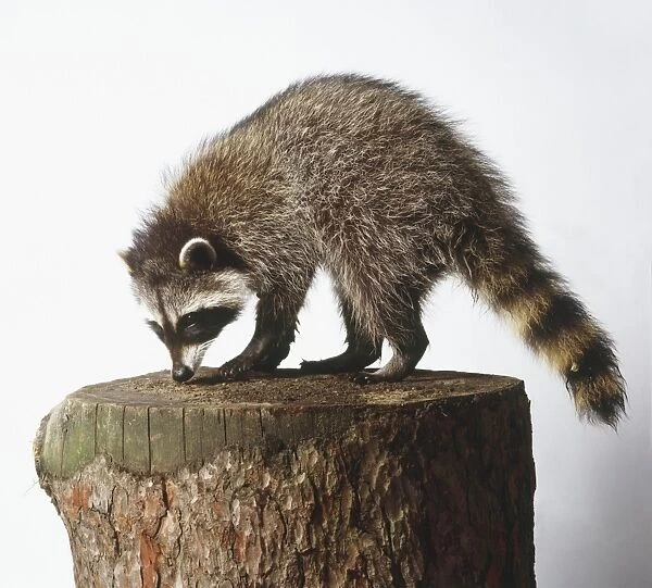 Raccoon (Procyon lotor) perching on tree stump, side view