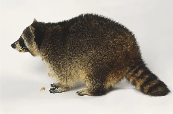 Raccoon, stripy tail, side view