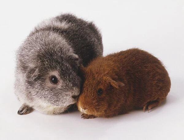 Two Rex Guinea Pigs (Cavia porcellus), one ruby coloured and the other grey, with their heads together