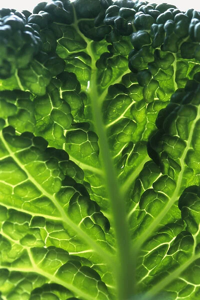 Savoy cabbage leaf, close-up