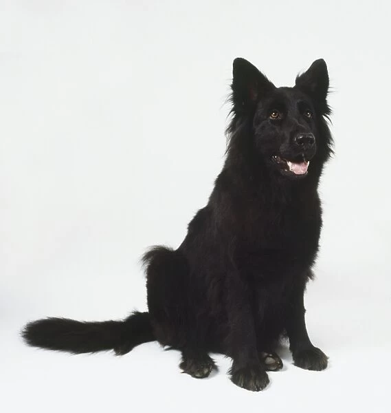 Sitting Black German Shepherd Dog (Canis familiaris), front view