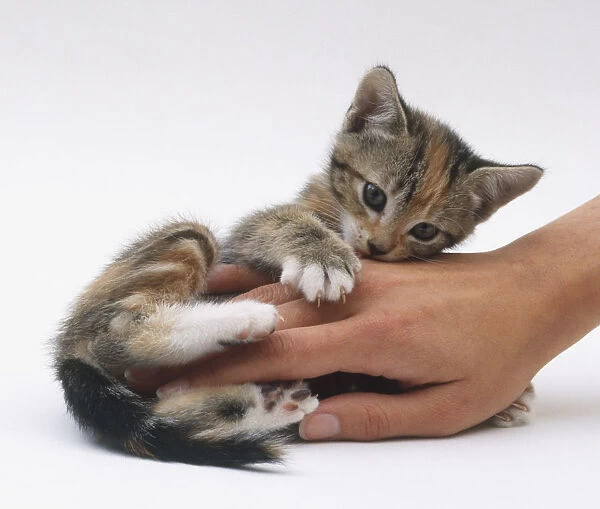 A small kitten playing with a womans hand
