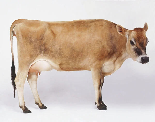 Standing Brown Cow (Bos taurus), side view