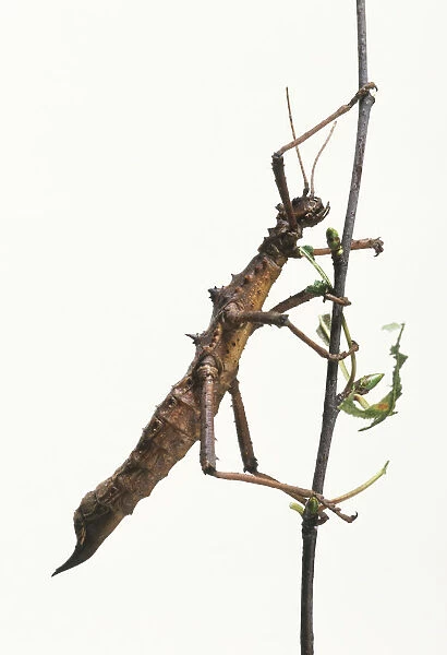 Stick Insect (Phasmatodea) on a stick