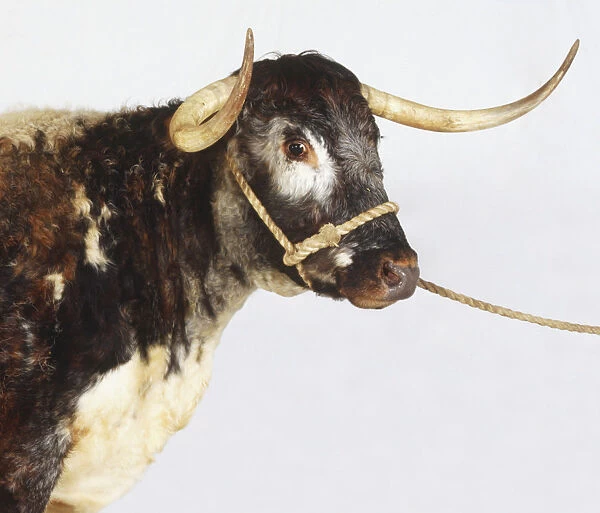 Texas Longhorn Cow (Bos taurus), side view