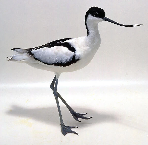 Side view of a pied avocet, head in profile showing the slender, upcurved bill, long, tapering wings, long legs webbed feet