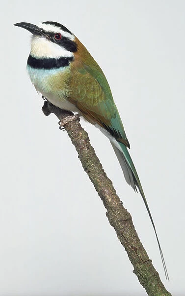 Side view of a White-Throated Bee-Eater with head in profile, perching on a branch, showing the thin, downcurved bill, black-and-white striped head and throat, long, narrow wings, and two elongated central tail feathers