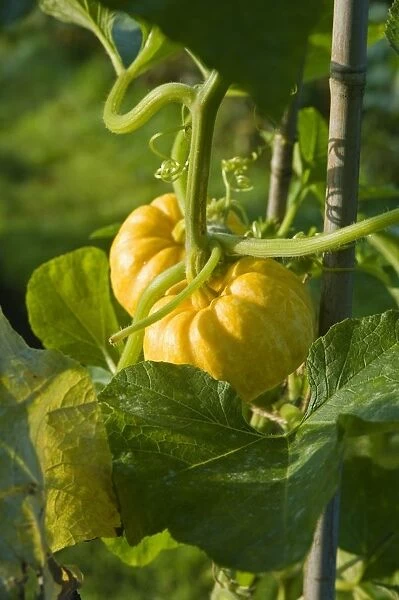 Yellow squashes on plant, close-up