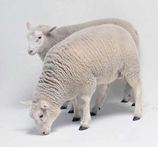 Two Young Sheep (Ovis aries) standing side by side, side view