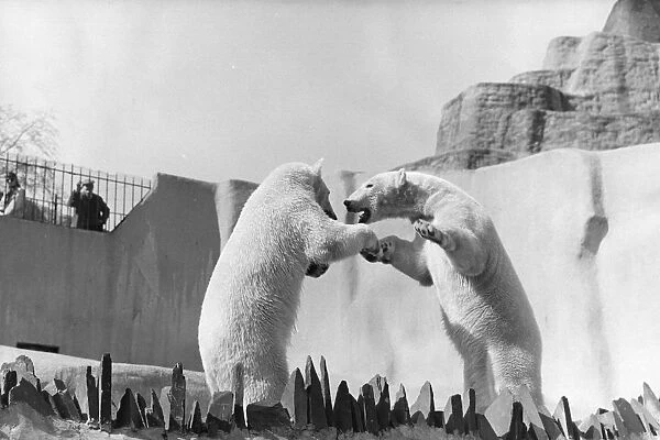 Bear Play. 8th May 1967: Two Russian Polar bears Amos