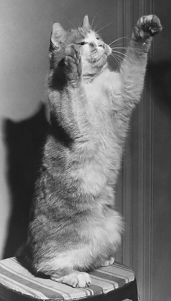 Cat with raised paws (B&W)