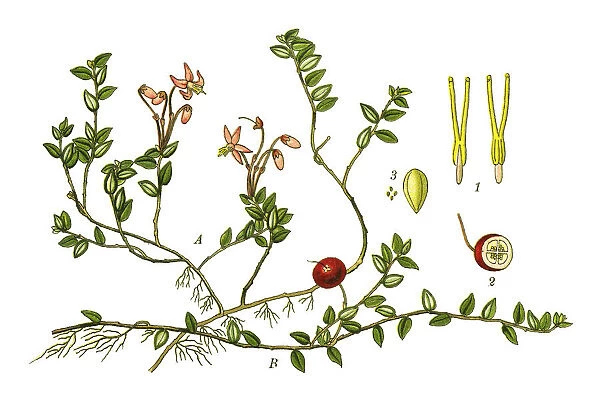 cranberry. Antique illustration of a Medicinal and Herbal Plants.