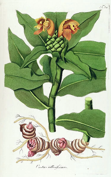 Hand painted botanical print