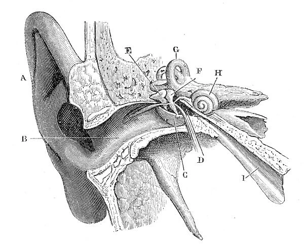 The human ear engraving 1888
