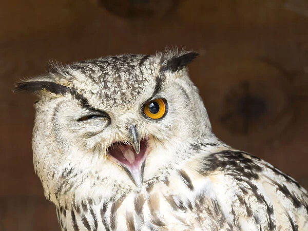 Indian eagle owl portrait with open mouth (bubo bengalensis), Pyrenees, France