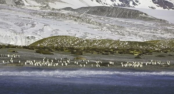 King penguins and Southern elephant seals on beach