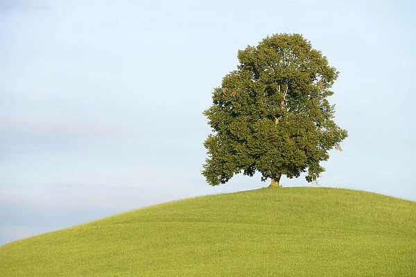 Lime Tree -Tilia- on a green hill, Canton of Zug, Switzerland