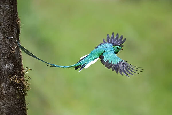 Resplendent Quetzal leaving nest