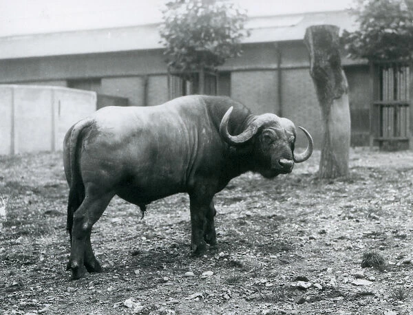 An African Buffalo, or Cape Buffalo, standing in his paddock at London Zoo