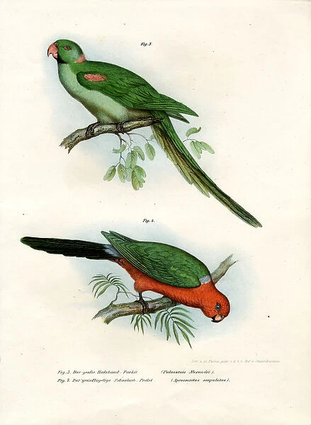 Alexandrine Parakeet, 1864 (colour litho)