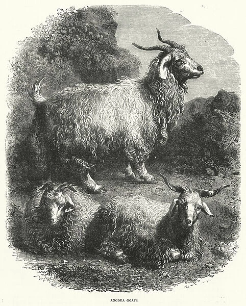 Angora Goats (engraving)