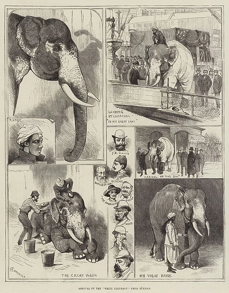 Arrival of the 'White Elephant'from Burmah (engraving)