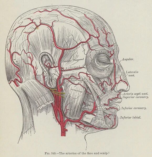 The arteries of the face and scalp (engraving)
