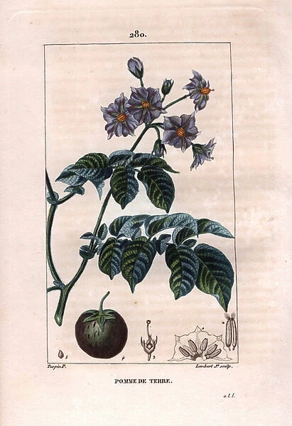 Botany: potato - Potato plant, flowers and fruit, Solanum tuberosum. Handcoloured stipple copperplate engraving by Lambert from a drawing by Pierre Jean-Francois Turpin from Chaumeton, Poiret et Chamberets 'La Flore Medicale