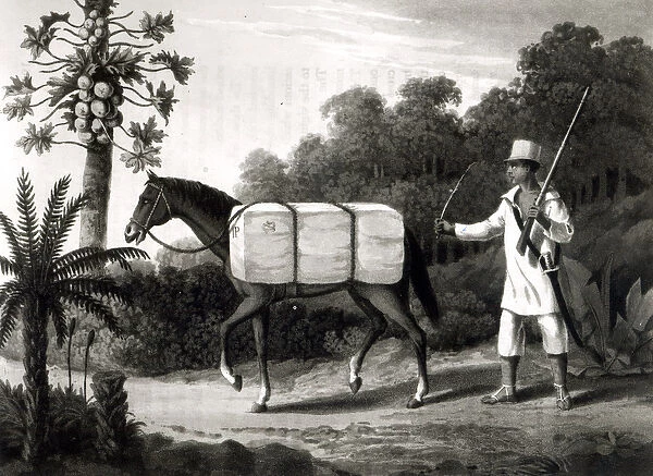 A Cotton Carrier, from Travels in Brazil, 1819 (litho) (b  /  w print)