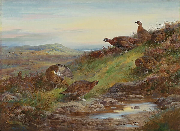 A covey of red grouse by a spring, 1930 (pencil w  /  c heightened with bodycolour