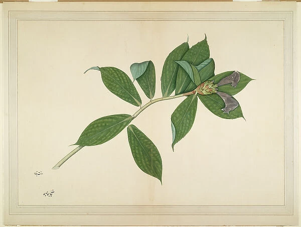 Crepe Ginger Plant, folio from a Series Commissioned by Lady Impey, c