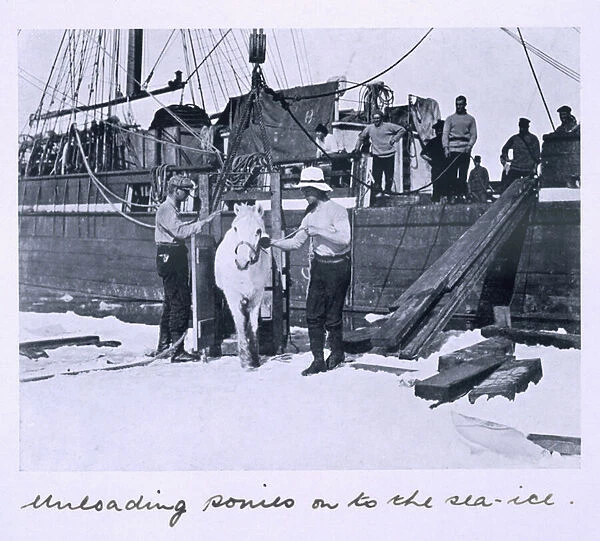 The Crew unloading ponies onto the sea-ice, from Scotts Last Expedition