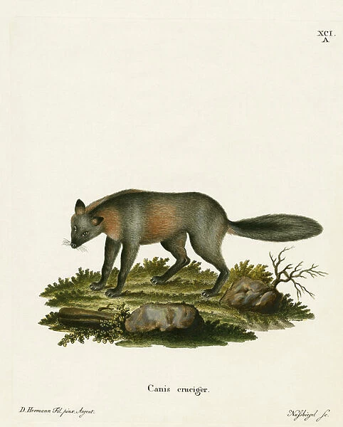 Cross Fox (coloured engraving)