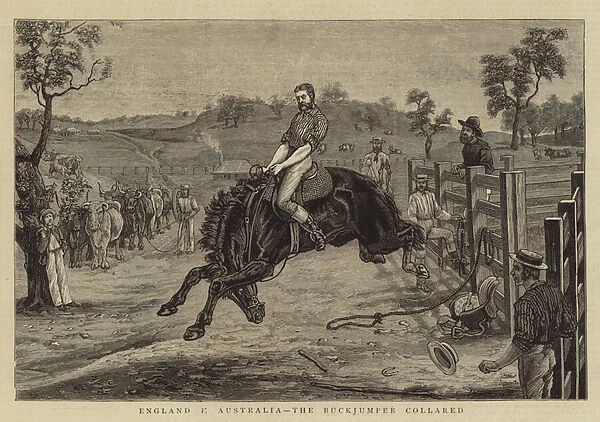 England v Australia, the Buckjumper collared (engraving)