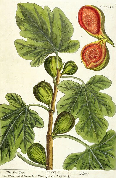 The Fig Tree, plate 125 from A Curious Herbal