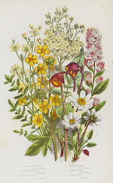 Flowering Plants of Great Britain: Willow Leaved Spiraea, Common Dropwort, Meadow Sweet, Mountain Avens, Common Avens, Water Avens (colour litho)