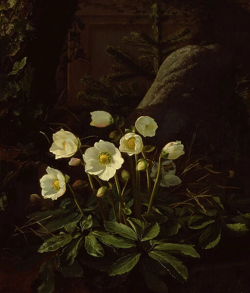 Hellebores in a Rockery (oil on canvas)