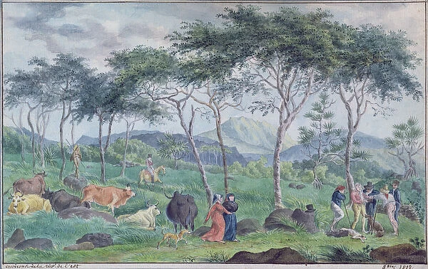 Herd of cattle with cowherds near the river on the east of the Ile de la Reunion