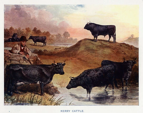 Kerry Cattle (colour litho)