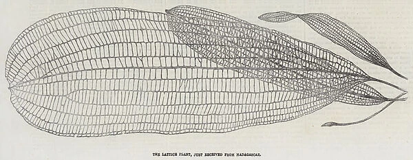 The Lattice Plant, just received from Madagascar (engraving)