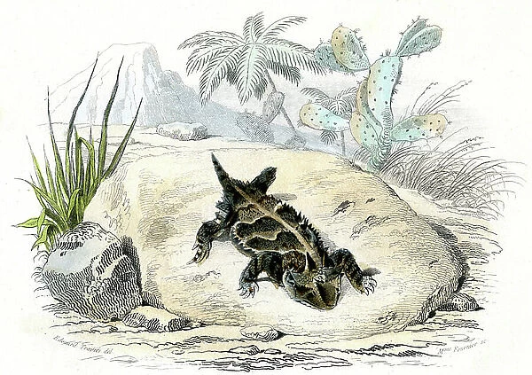 Le Tapaye (Tapaya Orbicularis) - Plate from Natural History by Bernard Germain de Lacepede (1856-1925), edition P.Furme, Paris, 1857