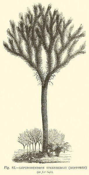 Lepidodendron Sternbergh, restored (engraving)