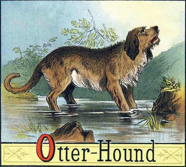 Letter O: Otter-Hound (Otterhound (Otter Hound) or Common Dog used to hunt otters