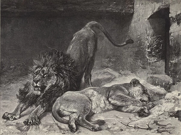 The Lions Awakening (engraving)