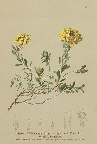 Madwort (Alyssum Wulfenianum, Alyssum alpestre) (colour litho)