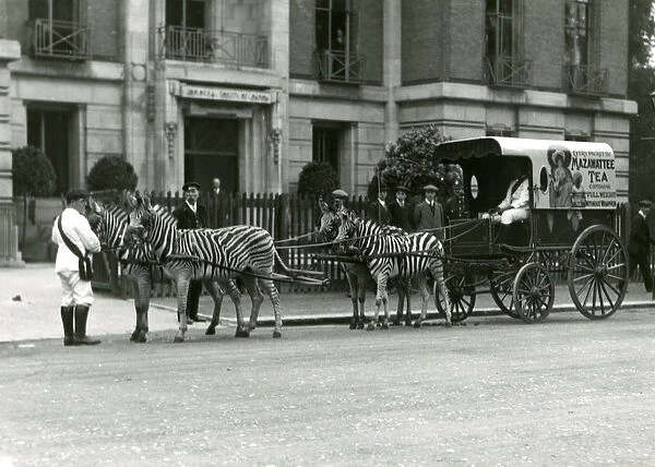 A Mazawattee Tea Cart, drawn by a team of zebras, outside the Zoological Society of